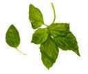 productLeaf.jpg